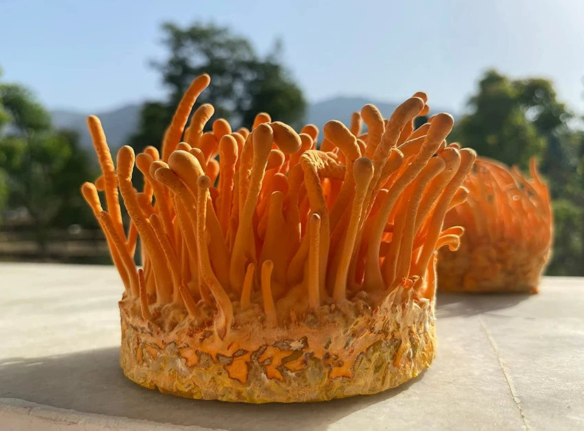 Boost Energy Naturally with Keeda Jadi from Ayutramart